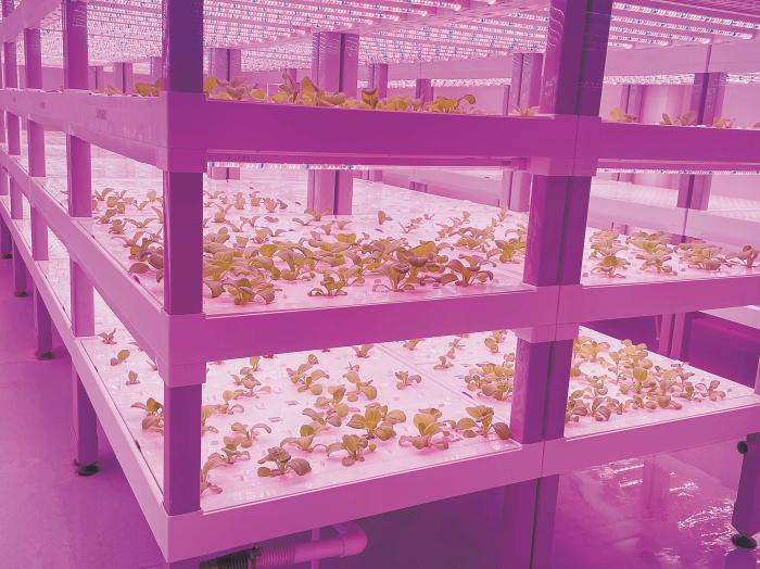 在物美植物工廠里，通過LED燈的照射，蔬菜散發勃勃生機。受訪者供圖